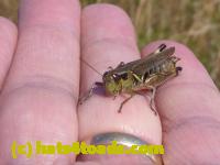 /home//u458753944/public_html/sourcegallery//Insects and small critters/grasshoppers and crickets (Orthoptera)/P1050983.JPG